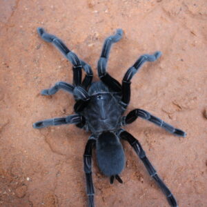 Dark Earth Tiger (Chilobrachys sp 'Kaeng krachen)