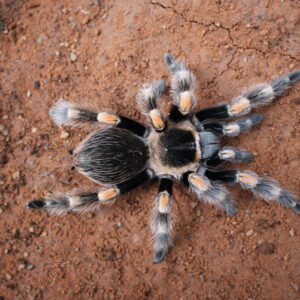 Mexican Red Knee (Brachypelma hamorii)
