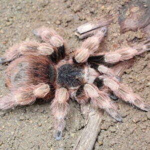 Brazilian Black and White (Nhandu coloratovillosus) 3cm sling