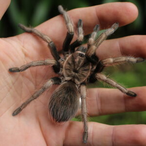 Peruvian Blonde  (Lasiodorides polycuspulatus) slings