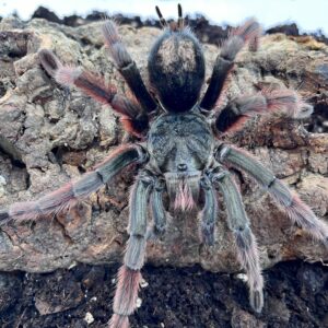 Brazilian greysmoke (Grammostola alticeps) 1-2 cm