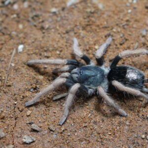 Dwarf Pink Leg (Kochiana brunnipes)