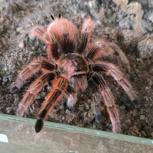 Chilean Rose (Grammostola rosea RCF)
