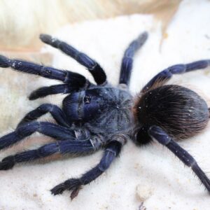 Brazilian blue (Lasiocyano sazimai) 1-2cm