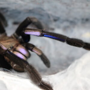 Electric Blue Earth Tiger (Chilobrachys Natanicharum)8cm unsexed juvies