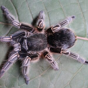 Costa Rican Zebra (Aphonopelma Seemanni)