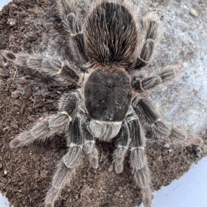 Salmon Pink Bird Eater (Lasiodora parahybana)