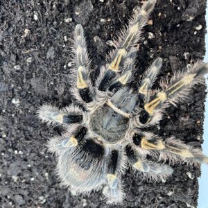 Chaco Golden knee (Grammostola pulchripes)