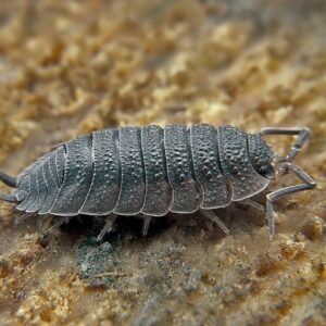 Isopod colony (20) (Porcellio scaber)