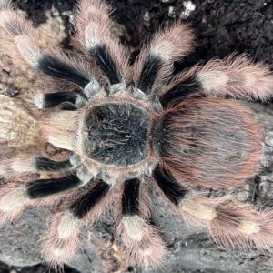 Brazilian Black and White (Nhandu coloratovillosus) 1-2cm