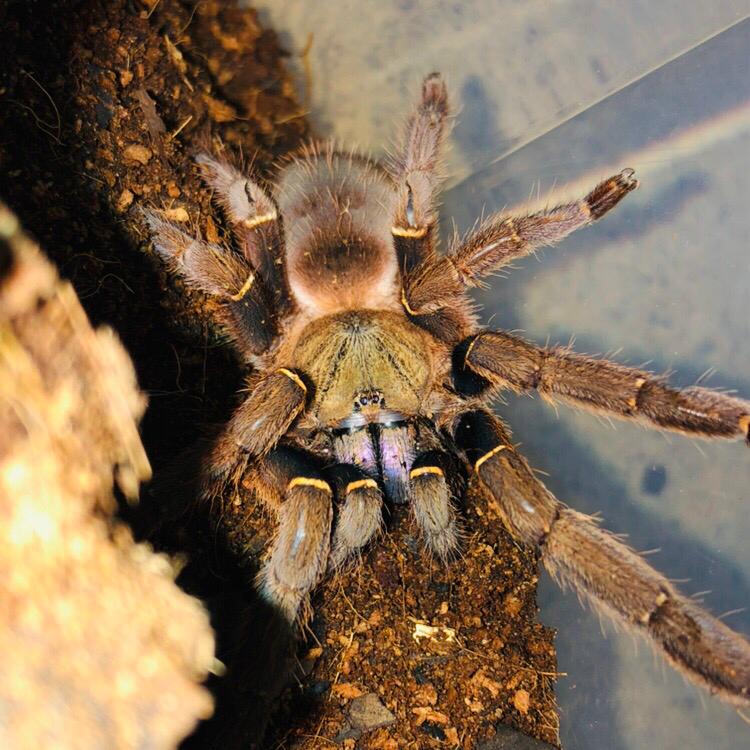 Blue Fang Tarantula (Ephebopus Cyanognathus) | Tarantula Lab
