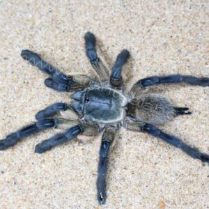 Socotra Island Blue Baboon (Monocentropus Balfouri) 2-3cm