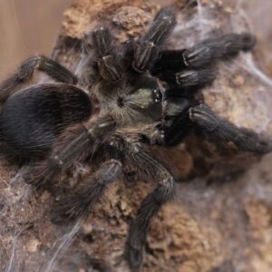 Costa Rican Orange Mouth (Psalmopoeus Reduncus)