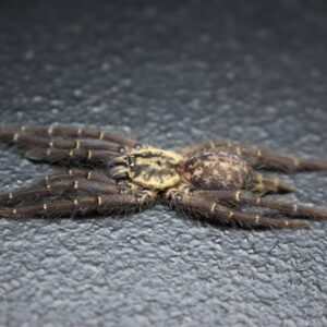 Gabon Blue Dwarf Tarantula (Heterothele Gabonensis)