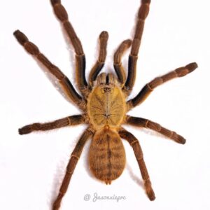 Chinese Golden Earth Tiger (Cyriopagopus sp. "Ke Bang")
