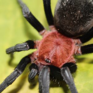 Brazilian Redhead Tarantula (Bumba Horrida)