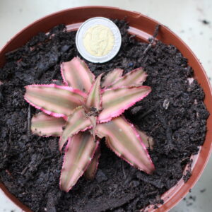 Mini Bromeliad Terrarium Plant 3 (unspecified)