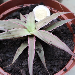 Mini Bromeliad Terrarium Plant 2 (unspecified)