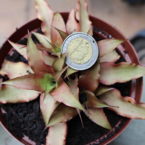 Mini Bromeliad Terrarium Plant (unspecified)