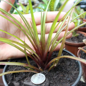 Mini Air Plant (unspecified)
