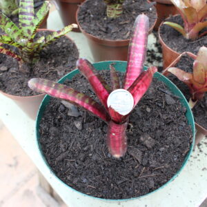 Mini Bromeliad Terrarium Plant 4 (unspecified)