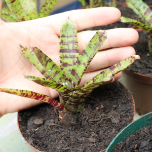 Mini Bromeliad Terrarium Plant 5 (unspecified)