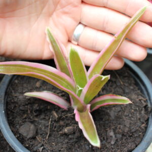 Mini Bromeliad Terrarium Plant 6 (unspecified)