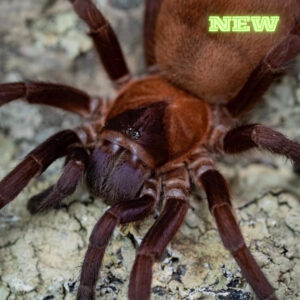 Orange & Violet Dwarf (Citharacanthus Cyaneus)