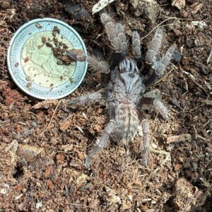 Ho Chi Minh Earth Tiger (Ornithoctoninae sp. Ho Chi Minh) 5cm FEMALE