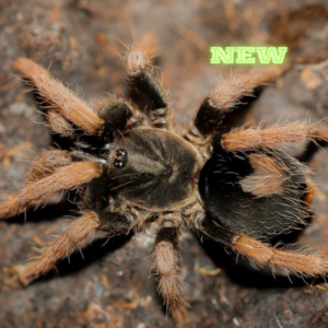 Peruvian Dwarf Redleg (Cyriocosmus Aueri)
