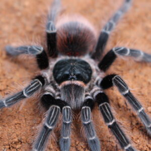 Bolivian Pink Tarantula (Acanthoscurria chacoana)