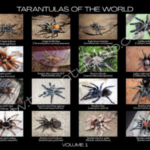 Tarantulas of the world poster (volume 1)