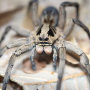 Six spotted burrowing wolf spider (Hogna transvaalica) Sub-adult
