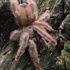 Panama Blonde (Psalmopoeus Pulcher) 1-2cm