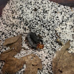 Parabuthus Capensis black (unsexed juvenile)