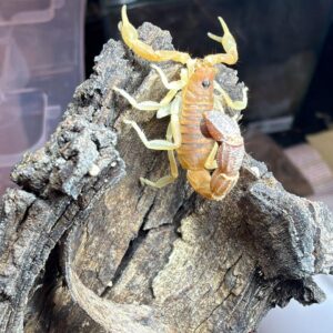 Parabuthus Capensis yellow (unsexed juvenile) rare