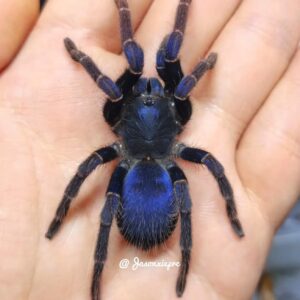 Malaysian blue femur (Psednocnemis brachyramosa) 2-3cm