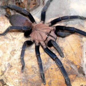 Kordillera blue tarantula (Orphnaecus sp. "Kordillera") 1-2cm