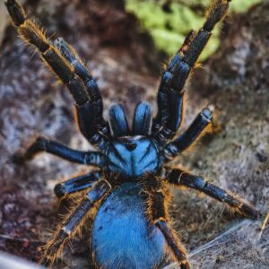 Vietnam silver earth tiger (Ornithoctoninae sp. "Vietnam silver) 4cm