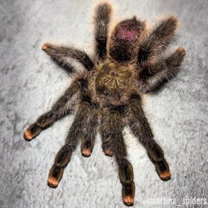 Mardi Gras Pink Toe (Avicularia sp. Pucallpa)