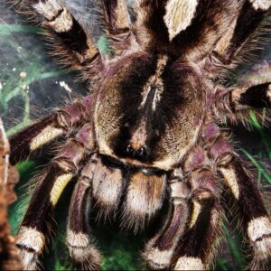Mysore Ornamental (Poecilotheria Striata)