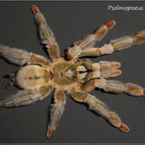 Trinidad Chevron (Psalmopoeus Cambridgei)