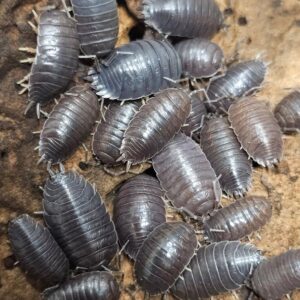 Porcellio laevis "Black" (5pc)