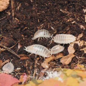 Porcellio laevis dwarf white (5 pc)