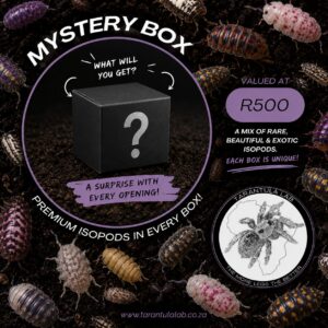 Isopod Mystery Box 1