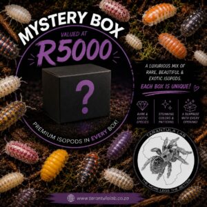 Isopod Mystery Box 3
