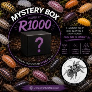 Isopod Mystery Box 2