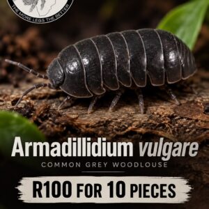 Armadillidium Vulgare 10 piece