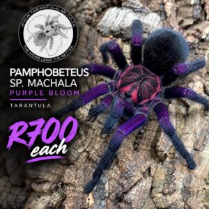 Purple Bloom Tarantula (Pamphobeteus Machala) 1-3cm