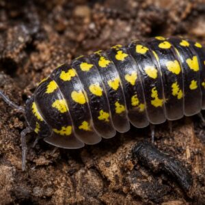Armadillidium Gestroi 5 pc